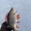 Abborre, 530g, Arwidh Nyberg, 2024-02-18, Nynäshamn, fiskemetod: Pimpel