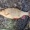Sarv, 320g, Peter Nilsson, 2024-05-04, Karlskrona, fiskemetod: Bottenmete