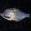 Björkna, 560g, Peter Nilsson, 2024-07-08, Älvkarleby , fiskemetod: Bottenmete