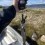 Insjööring, 258g, Viktor Sandberg, 2024-08-24, Ljungdalen , fiskemetod: Spinnfiske