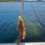 Berggylta, 300g, Thomas Lysell, 2025-06-14, Uddevalla , fiskemetod: Bottenmete