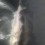 Kolja, 260g, Thomas Lysell, 2026-03-14, Landskrona, fiskemetod: Bottenmete